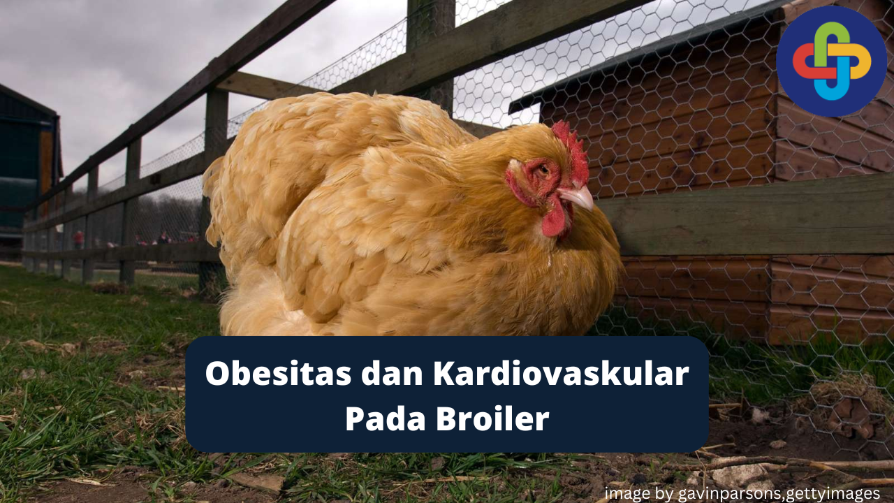 Upaya Menghindari Obesitas Pada Broiler Untuk Peternak